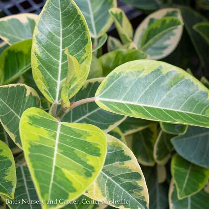 10p! Ficus Altissima Yellow Gem Variegated STD /Tropical