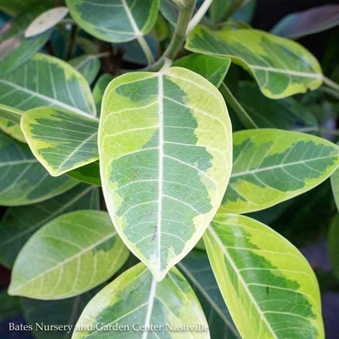 10p! Ficus Altissima Yellow Gem Variegated STD /Tropical