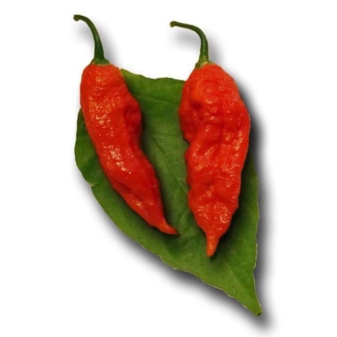 Seed Pepper Bhut Jolokia Red Ghost Heirloom - Capsicum chinense