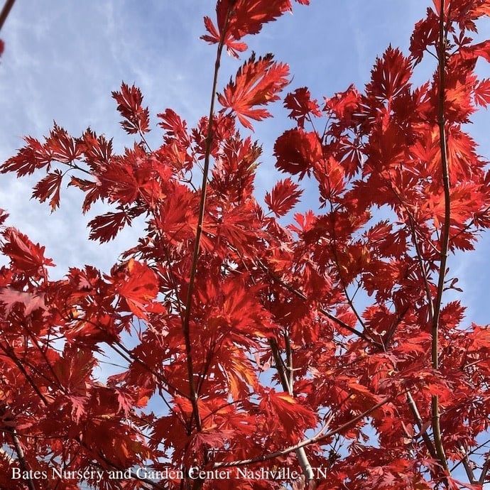 #5 Acer japonica Aconitifolium/ Fernleaf Fullmoon Maple