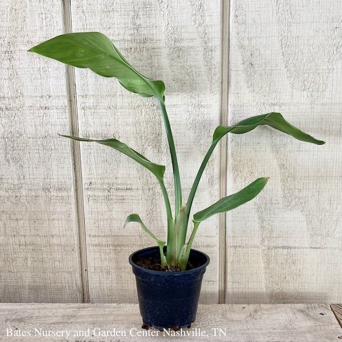 4p! Strelitzia /White Bird of Paradise /Tropical