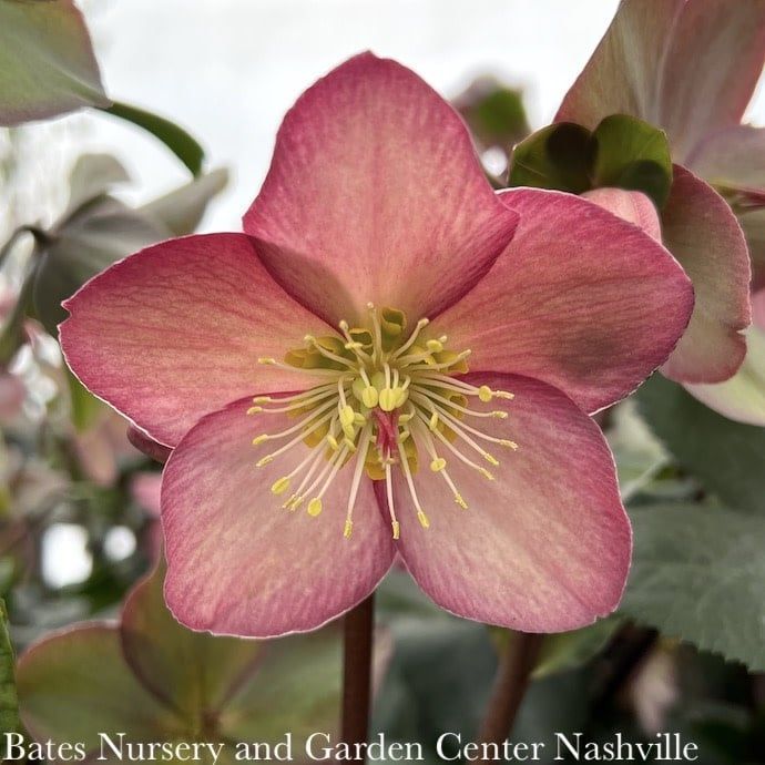 #1 Helleborus Ice N&#39; Roses &#39;Rose&#39;/ Lenten Rose