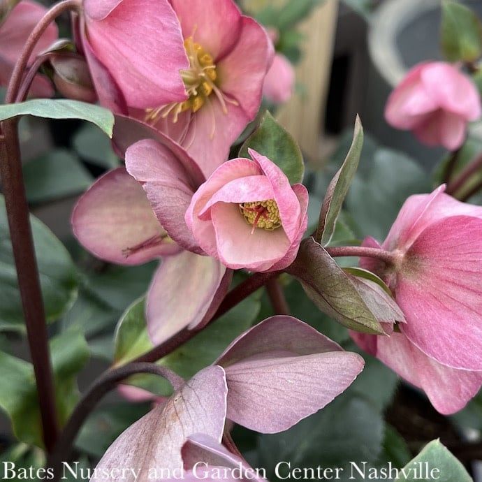 #1 Helleborus Ice N&#39; Roses &#39;Rose&#39;/ Lenten Rose