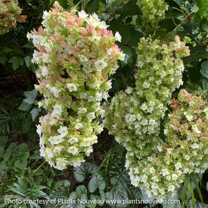 #3 Hydrangea quer Snowcicle/ Dwarf Oakleaf Native (TN)