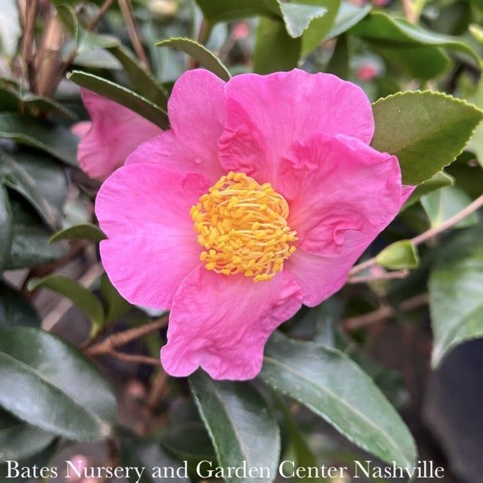 #3 Camellia x  Winter&#39;s Star - No Warranty