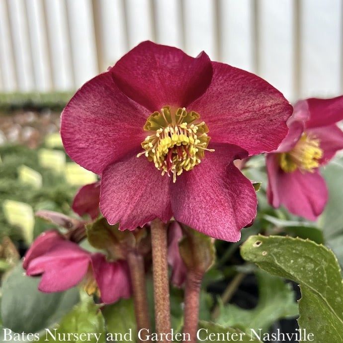 #1 Helleborus x gland Ice N' Roses 'Red'/ Lenten Rose