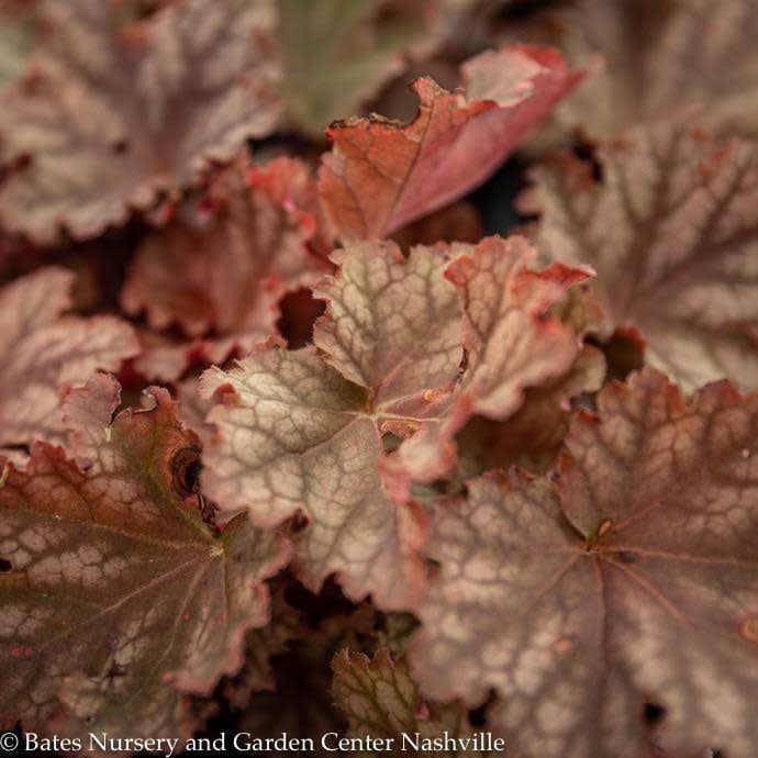 #1 Heuchera x PW Primo 'Peachberry Ice'/ Coral Bells