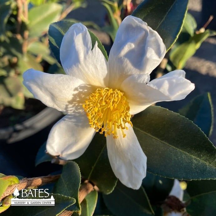 #3 Camellia x Arctic Snow/ White Single Fall Blooming  - No Warranty