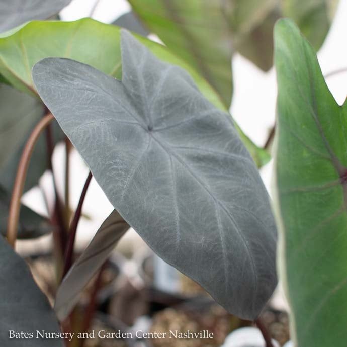 Bulb Elephant Ear Black Magic/ Colocasia  1Ea
