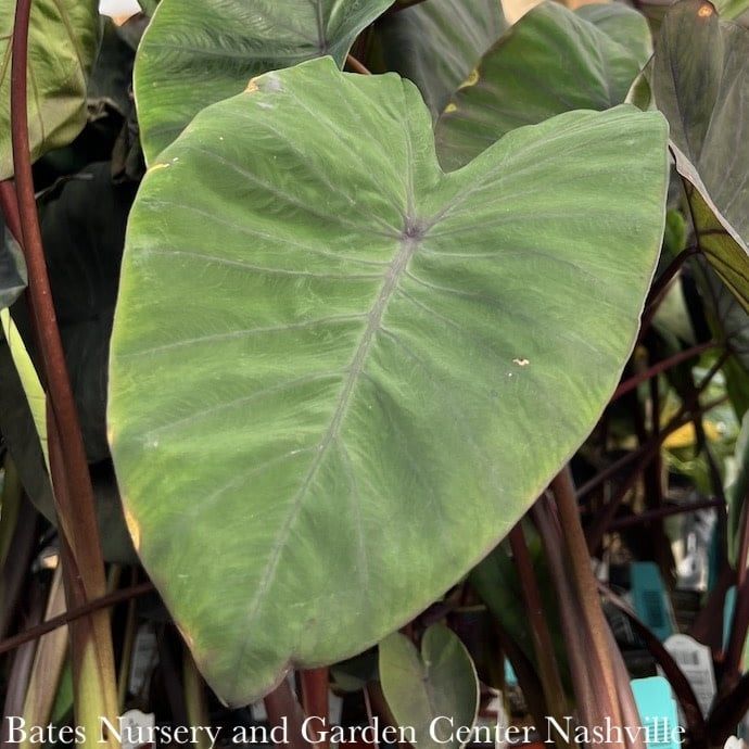 Bulb Elephant Ear Black Magic/ Colocasia  1Ea