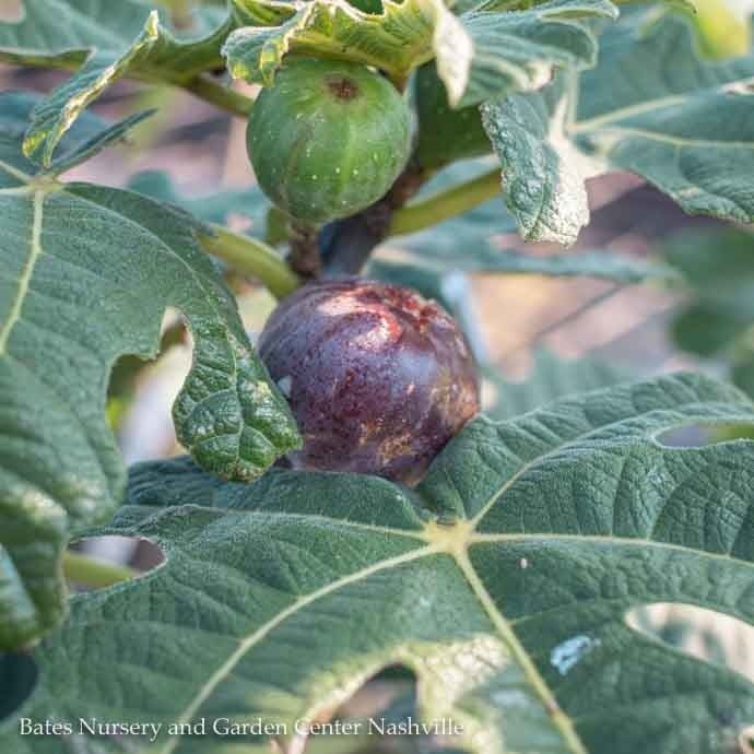 Edible #3 Ficus carica Chicago Hardy/ Fig - No Warranty