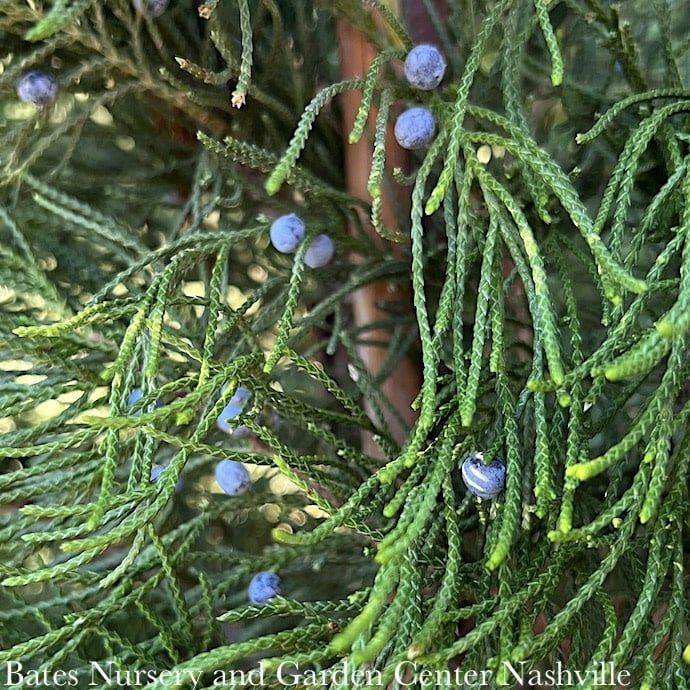 #7 4&#39; Juniperus virg Idyllwild/ Upright Juniper Native (TN)