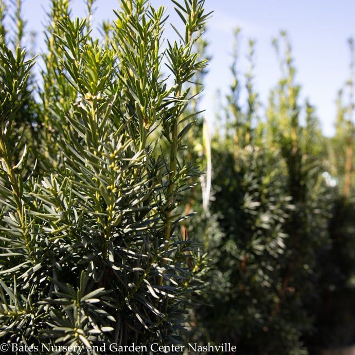 #5 18&quot; Taxus x media Hicksii/ Upright Yew