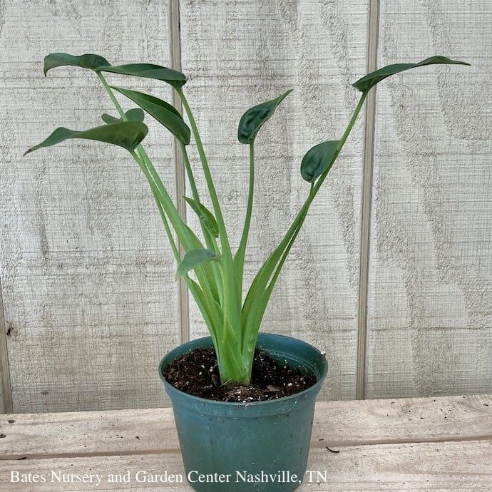 6p! Alocasia Tiny Dancer /Elephant Ear /Tropical