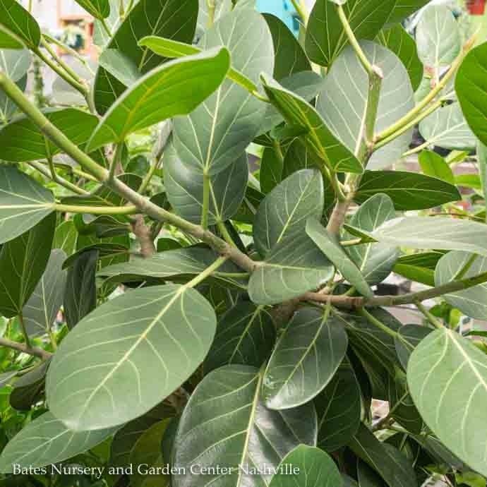 17p! Ficus Audrey STD /Tropical