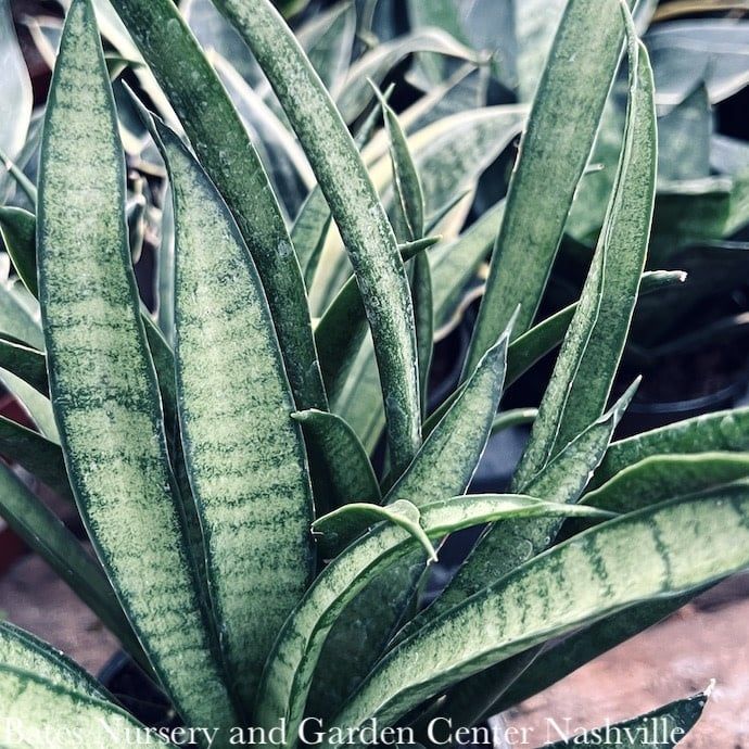4p! Sansevieria Asian Series /Snake Plant /Mother-in-Law Tongue /Tropical