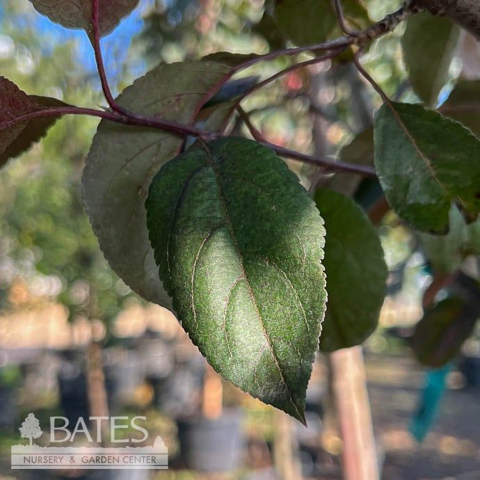 #15 Malus x Perfect Purple/ Rose-Pink w/ Purple Foliage Crabapple