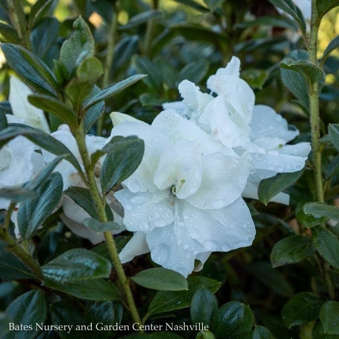 #3 Azalea x Encore Autumn Moonlight/ Repeat White