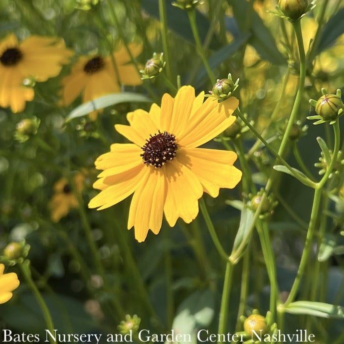 #1 Coreopsis pal AB Summer Sunshine/ Yellow Tickseed Native (R)