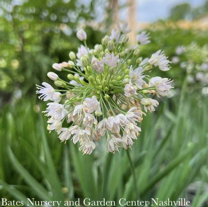 #1 Allium lus Summer Beauty/ White Ornamental Onion