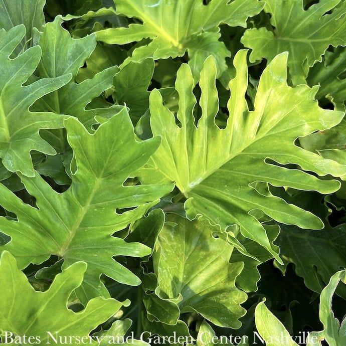 10p! Philodendron Shangri-La /Tropical