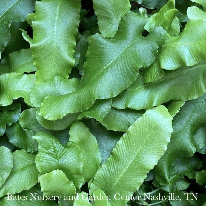 4p! Fern - Harts Tongue Fern /Tropical