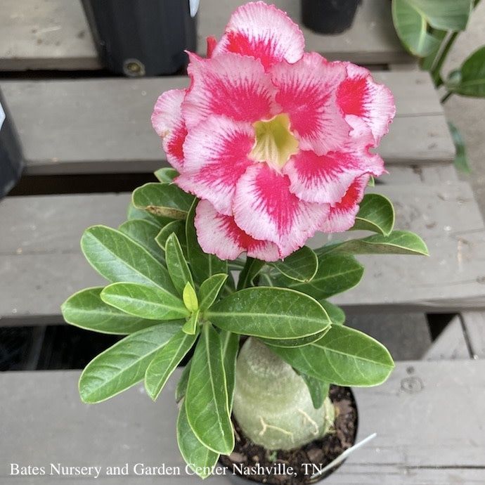 4p! Adenium / Desert Rose / Succulent / Tropical