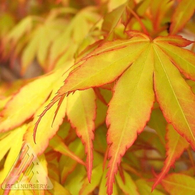 #20 BOX Acer pal Katsura/ Yellow-Green Upright Japanese Maple