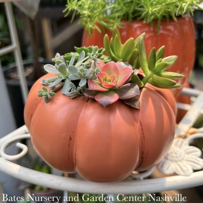 5.5P  Heirloom Pumpkin w/ Succulents