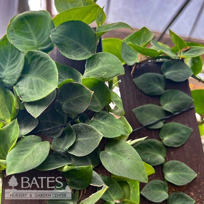 6p! Rhaphidophora /Shingle Plant Totem/Wooden Slab /Tropical