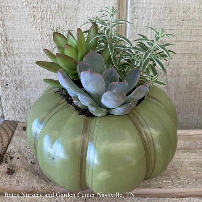 5.5P  Heirloom Pumpkin w/ Succulents