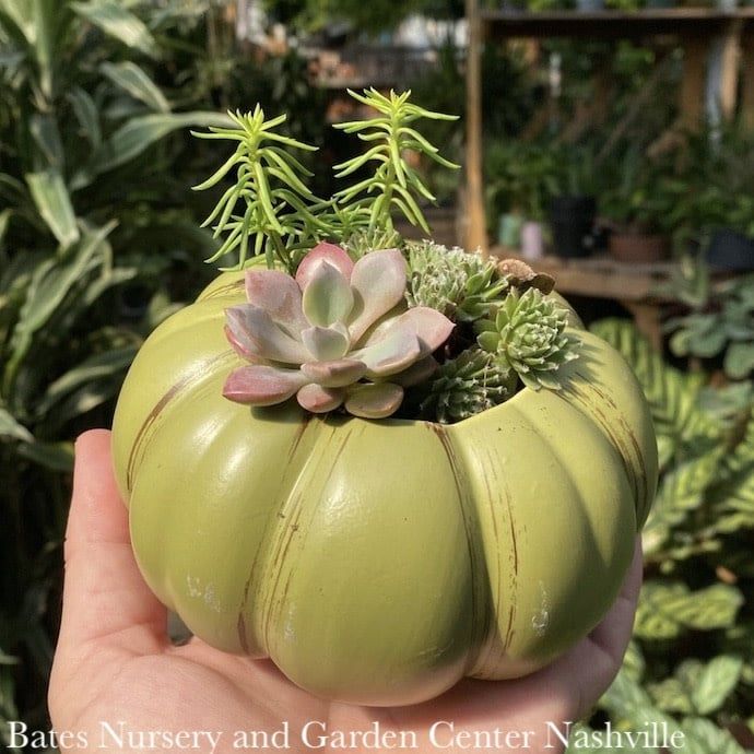 5.5P  Heirloom Pumpkin w/ Succulents