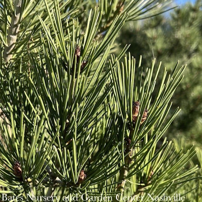 #15 Pinus bungeana Rowe Arboretum/ Lacebark Pine