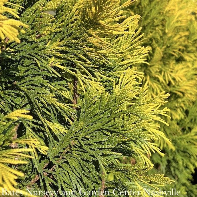 #6 Thuja plicata SL &#39;4EVER&#39; Forever Goldy/Pyramidal Arborvitae