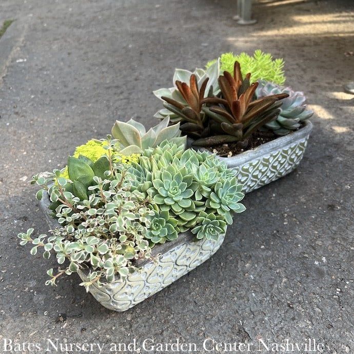 6P Classic Autumn Square w/ Succulents