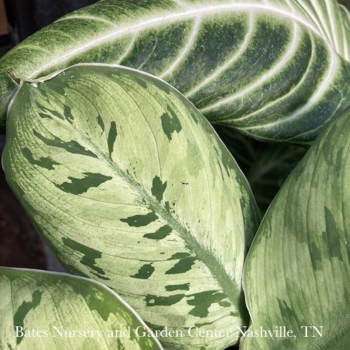 6p! Homalomena Selby  / Tropical