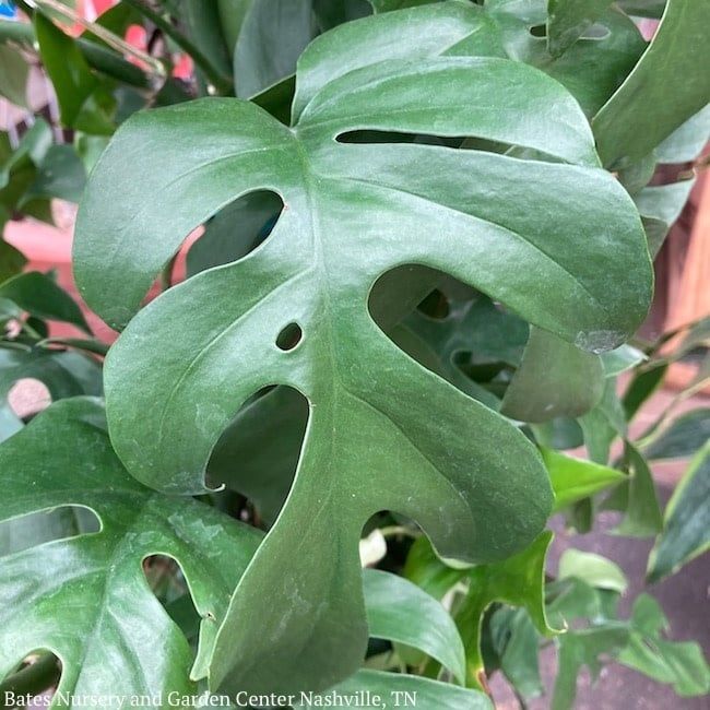 4p! Philodendron Ginny /Minima / Split Leaf / Rhaphidophora tet  /Mini Monstera  /Tropical