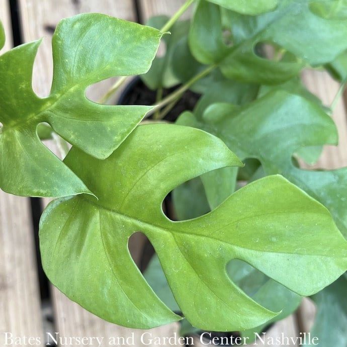 4p! Philodendron Ginny /Minima / Split Leaf / Rhaphidophora tet  /Mini Monstera  /Tropical