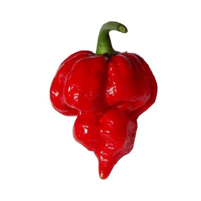 Seed Pepper Trinidad Scorpion - Capsicum chinense