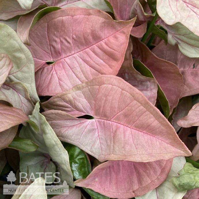 8hb! Hanging Basket Syngonium Pink Neon  / Arrowhead Plant /Nephthytis /Tropical