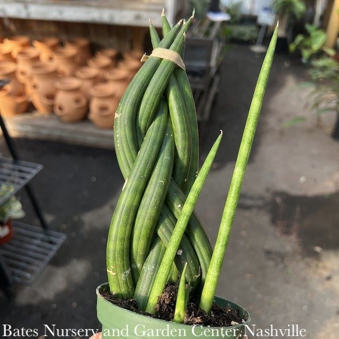 4p! Sansevieria Dragon Fingers /Snake Plant /Mother-in-Law Tongue /Tropical