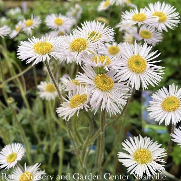 #1 Erigeron pul var pul AB Lynnhaven Carpet/ Fleabane Native (TN)