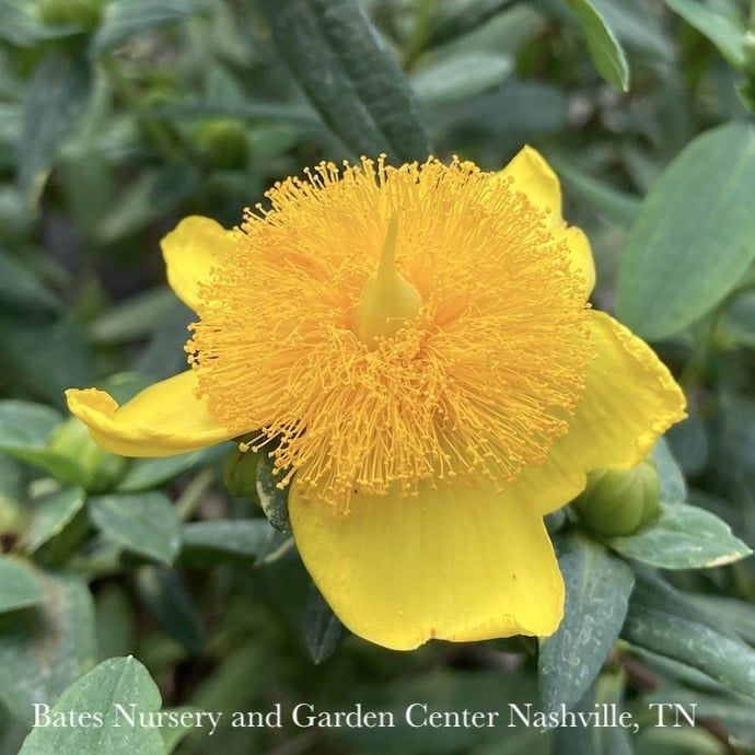 #5 Hypericum frondosum Sunburst/ St. John&#39;s Wort Native (TN)