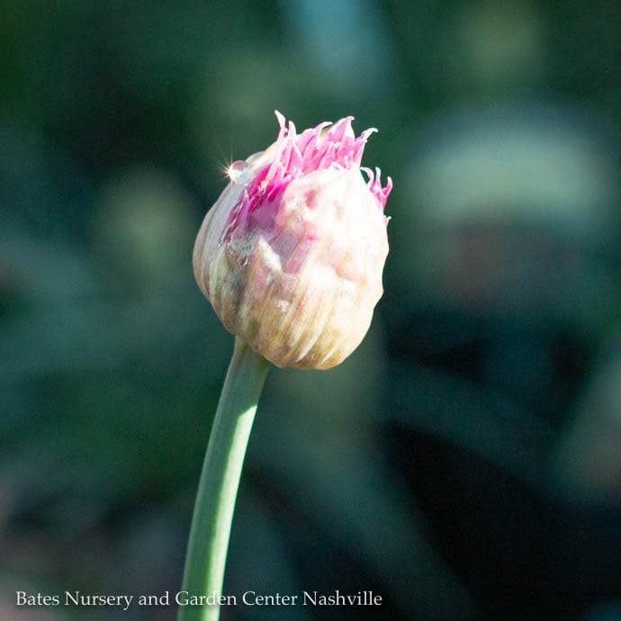#1 Allium x PW Millenium/ Flowering Onion