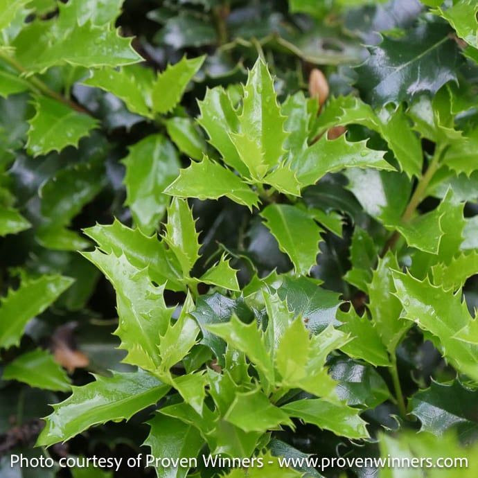 #3 Ilex x meserveae PW Castle Keep/ Holly (female)