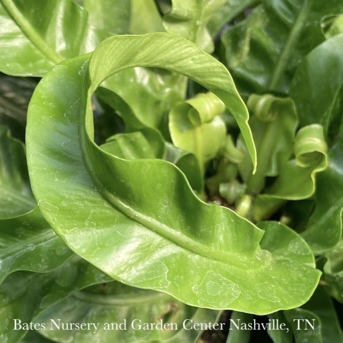 6p! Asplenium Hurricane Fern (aka Twisted Bird&#39;s Nest)  /Tropical