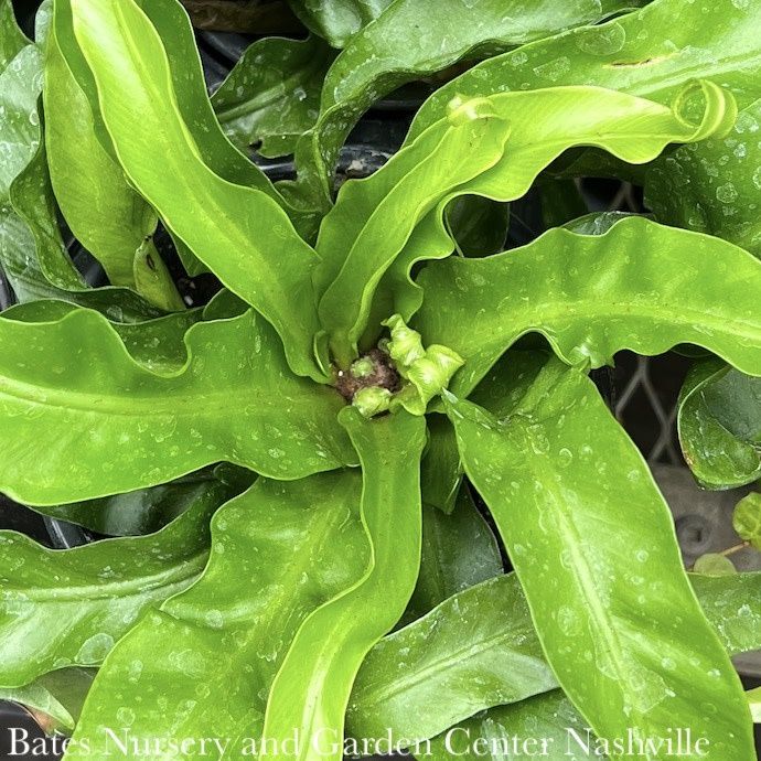 6p! Asplenium Hurricane Fern (aka Twisted Bird&#39;s Nest)  /Tropical