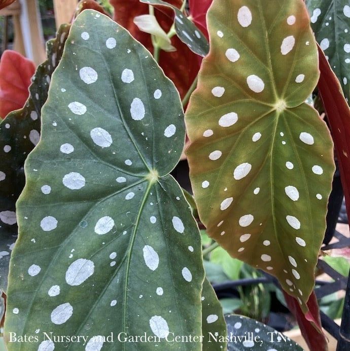 6p! Begonia Maculata (Polka Dots)  /Tropical