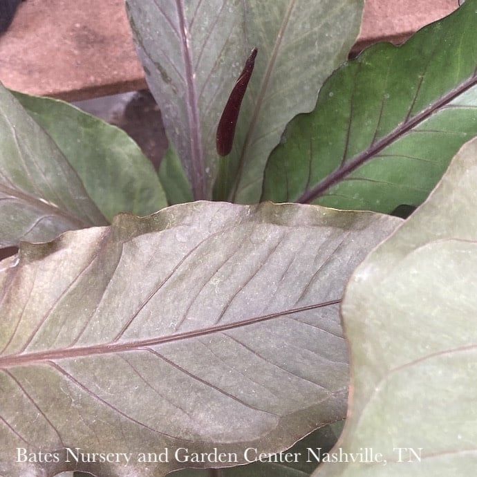 6p! Anthurium Big Red /Tropical