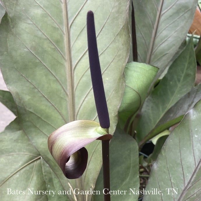 6p! Anthurium Big Red /Tropical